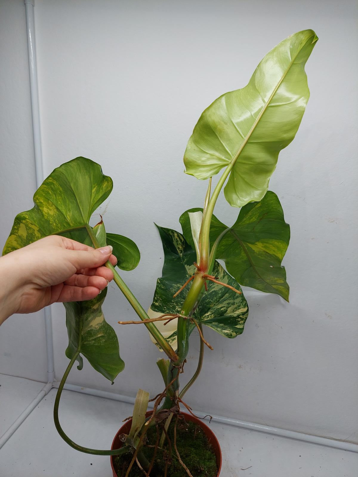 Philodendron Domesticum Variegata