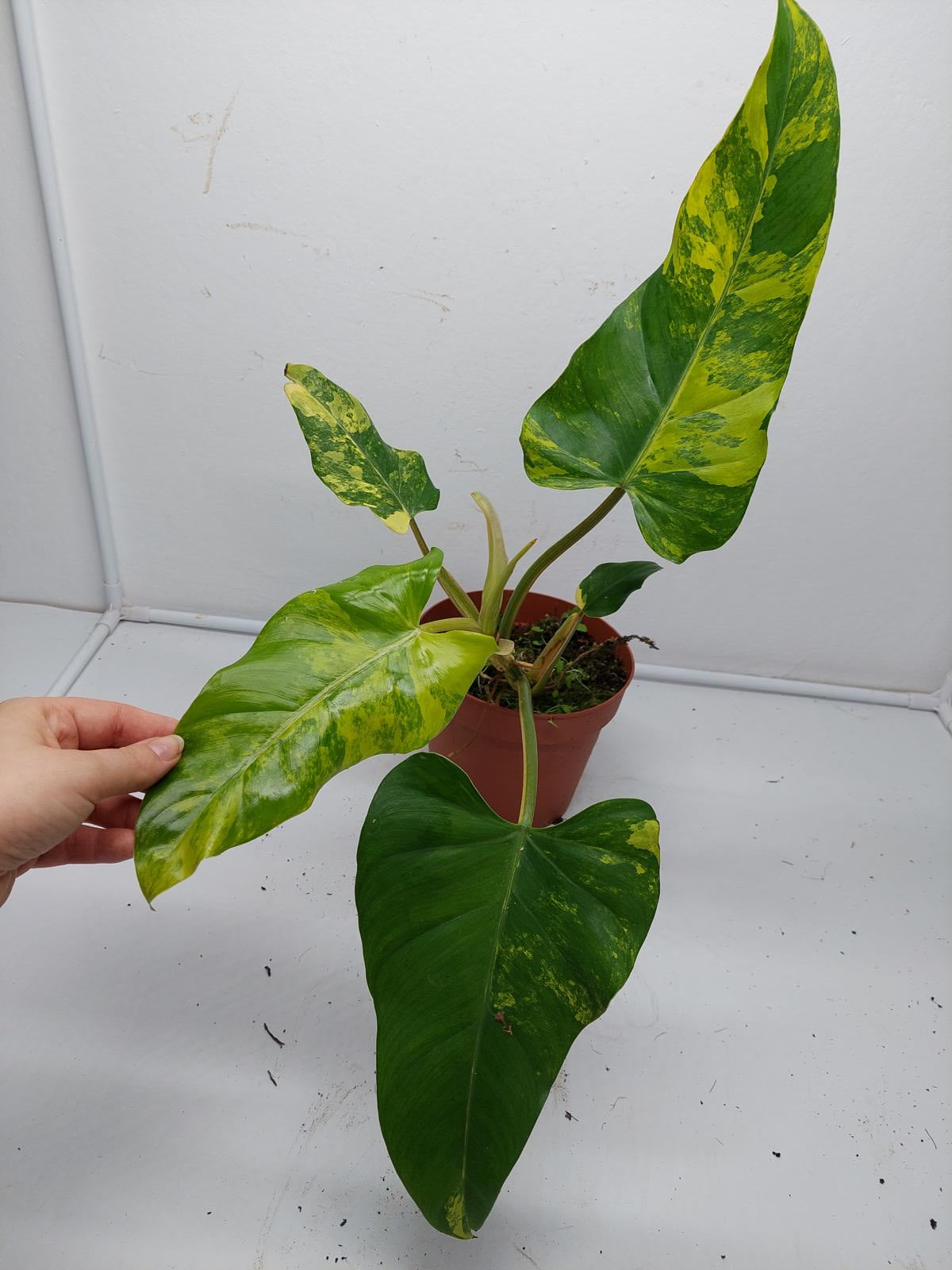 Philodendron Domesticum Variegata