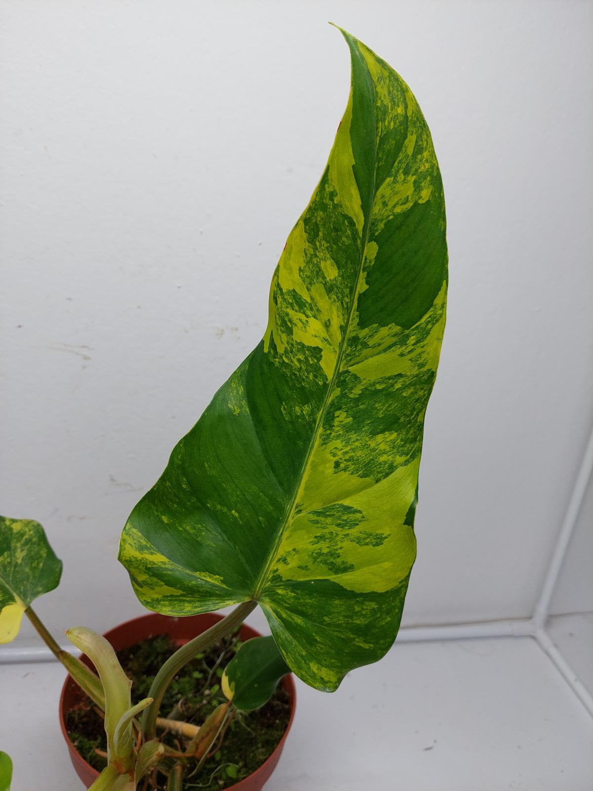 Philodendron Domesticum Variegata