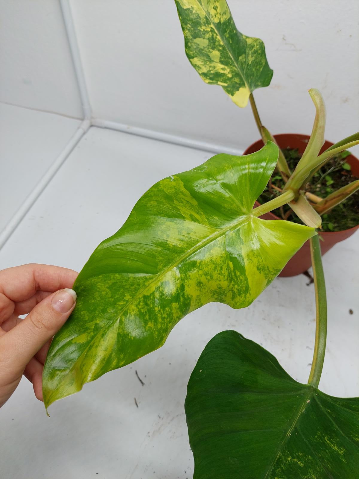 Philodendron Domesticum Variegata