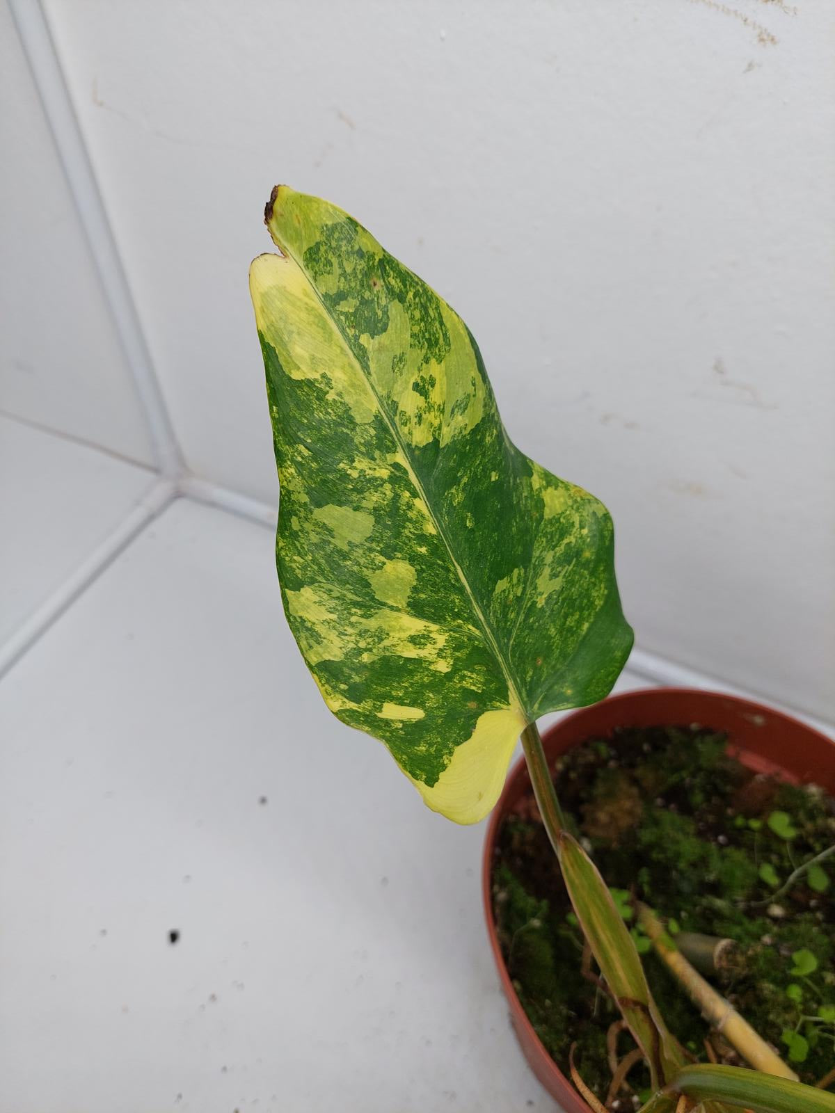 Philodendron Domesticum Variegata