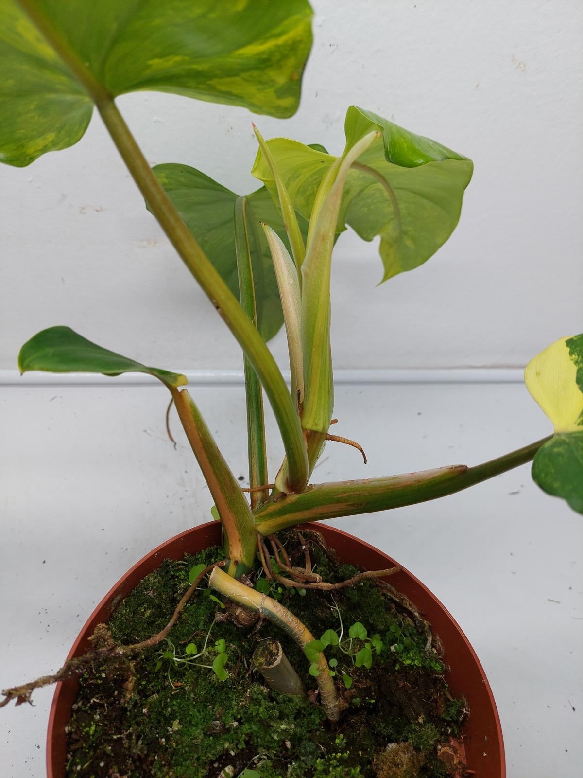 Philodendron Domesticum Variegata