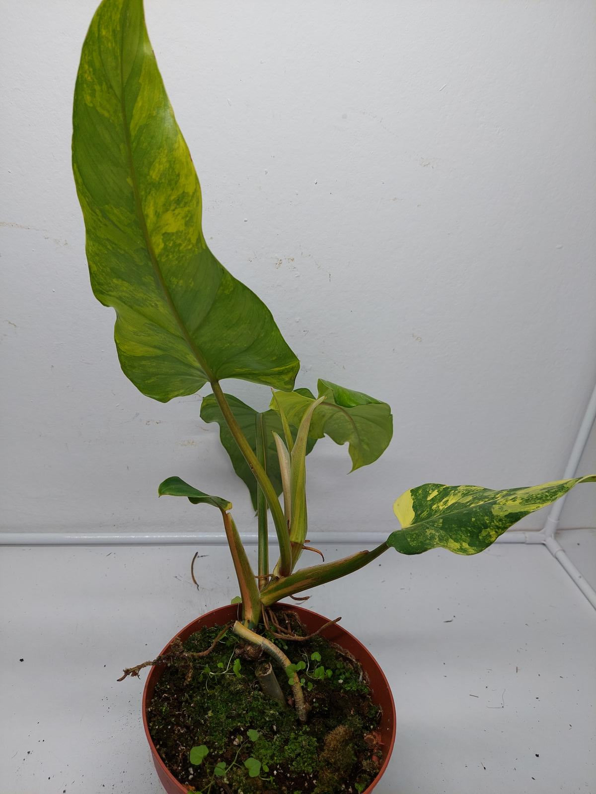 Philodendron Domesticum Variegata