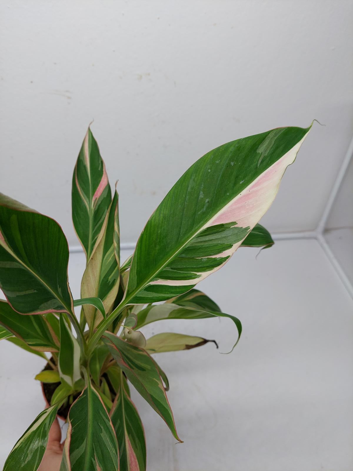 Musa Nono Pink Variegata