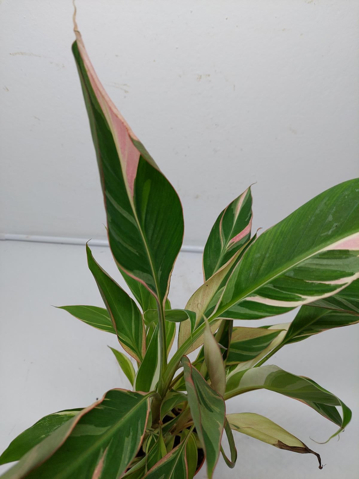 Musa Nono Pink Variegata