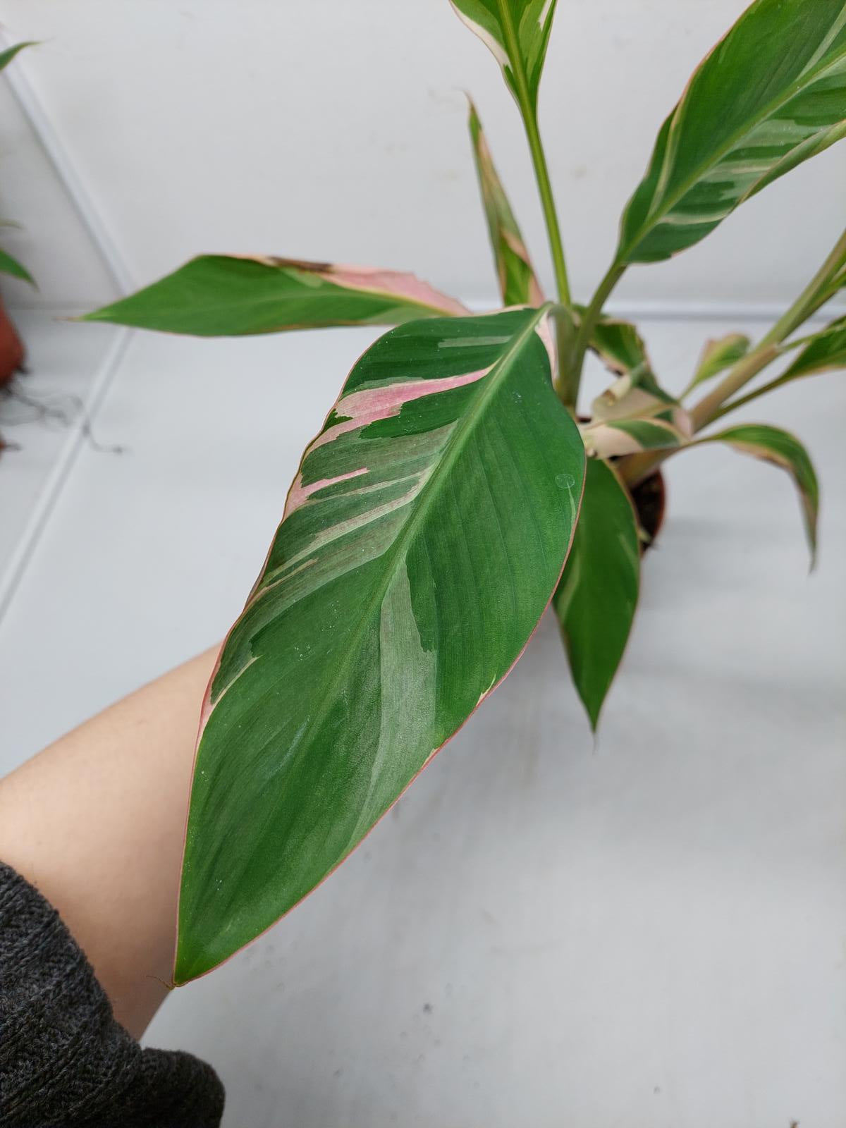 Musa Nono Pink Variegata