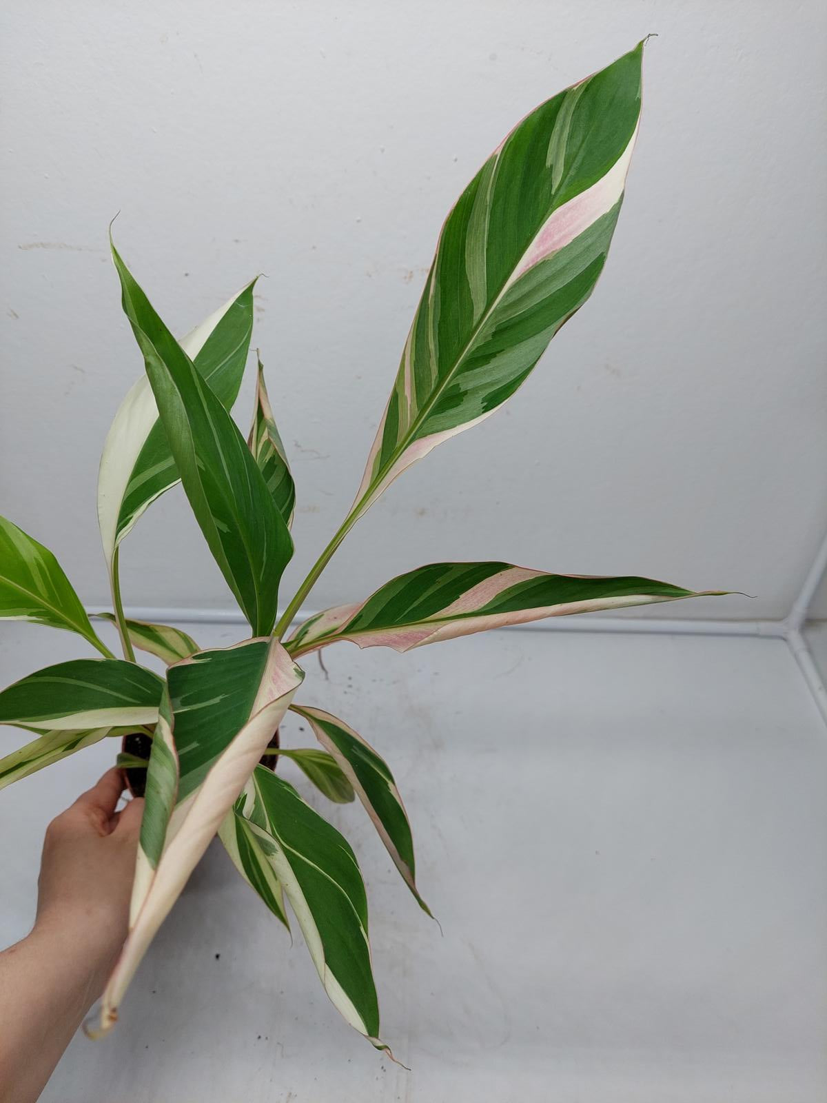 Musa Nono Pink Variegata