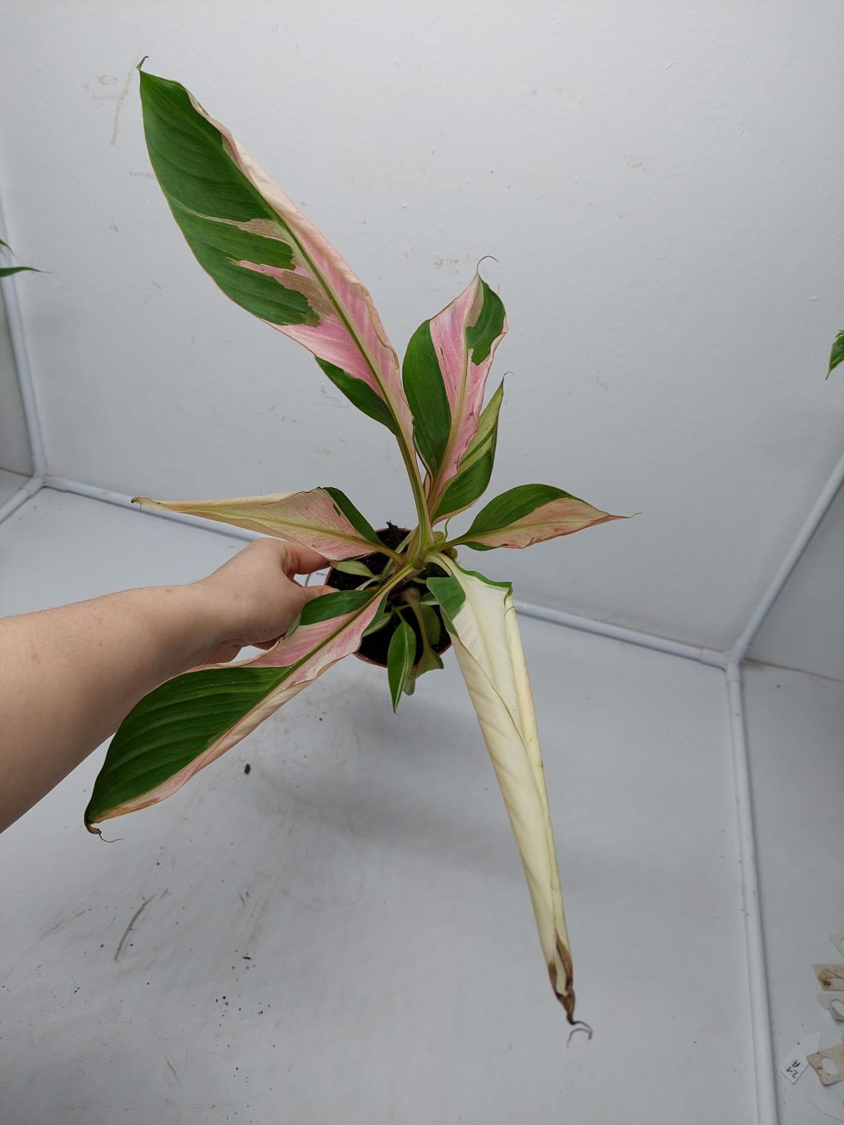 Musa Nono Pink Variegata