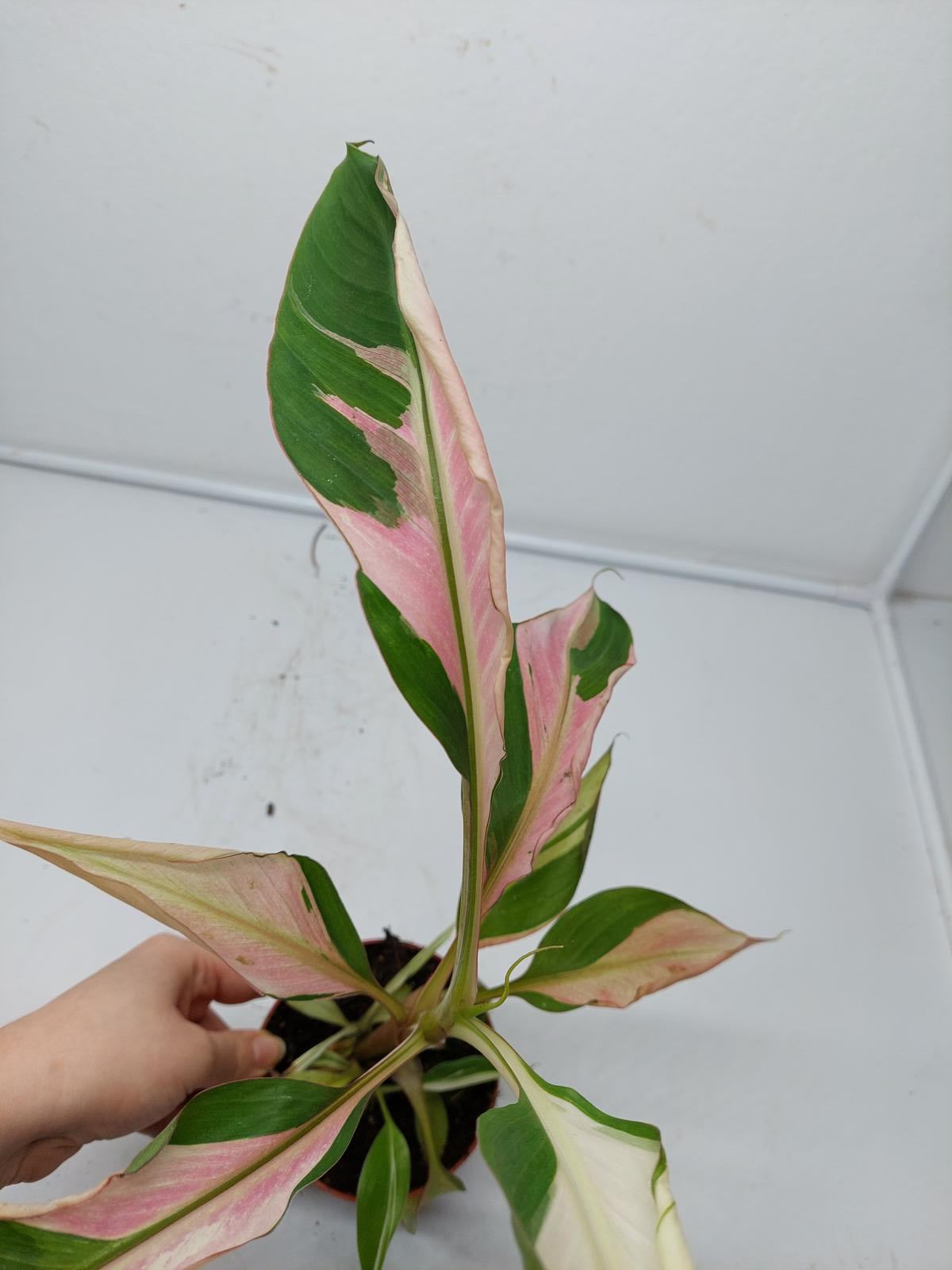 Musa Nono Pink Variegata