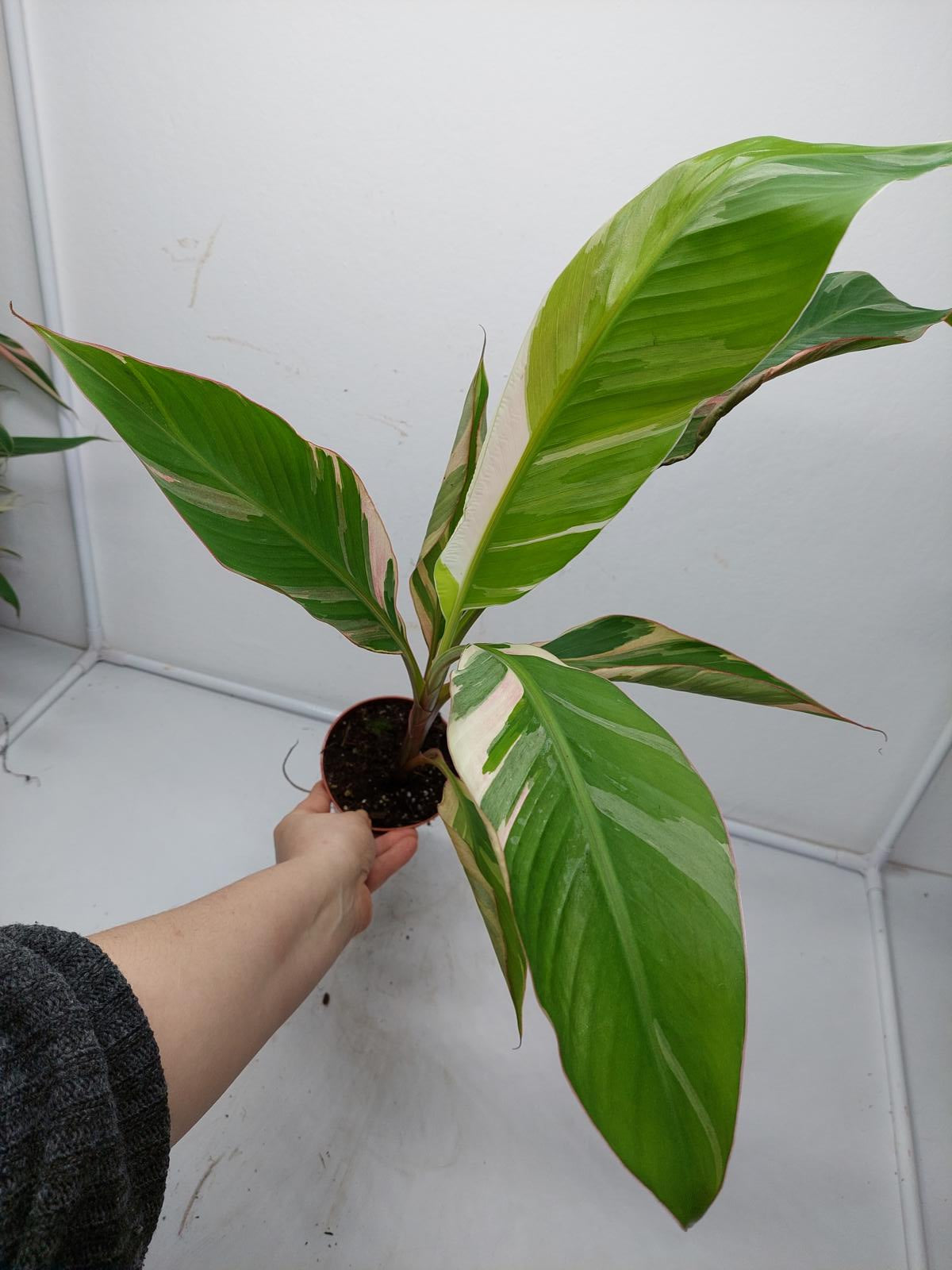 Musa Nono Pink Variegata