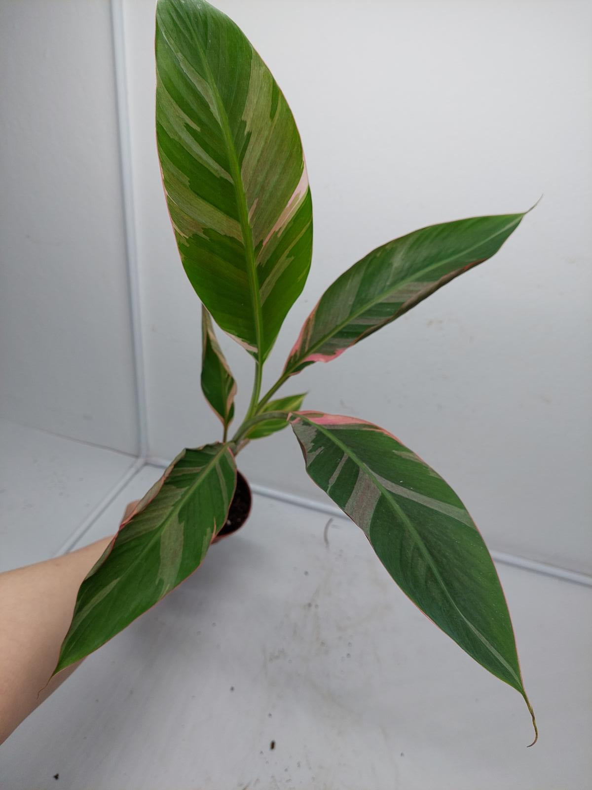 Musa Nono Pink Variegata