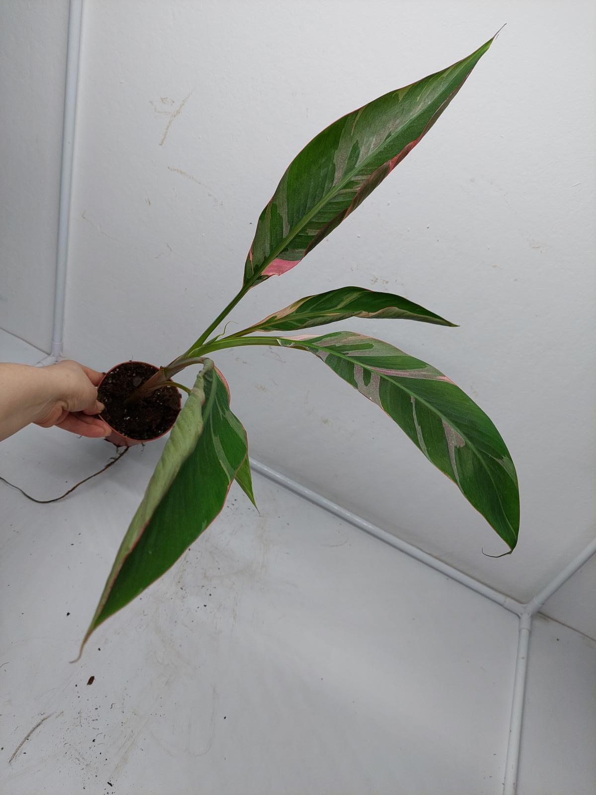 Musa Nono Pink Variegata