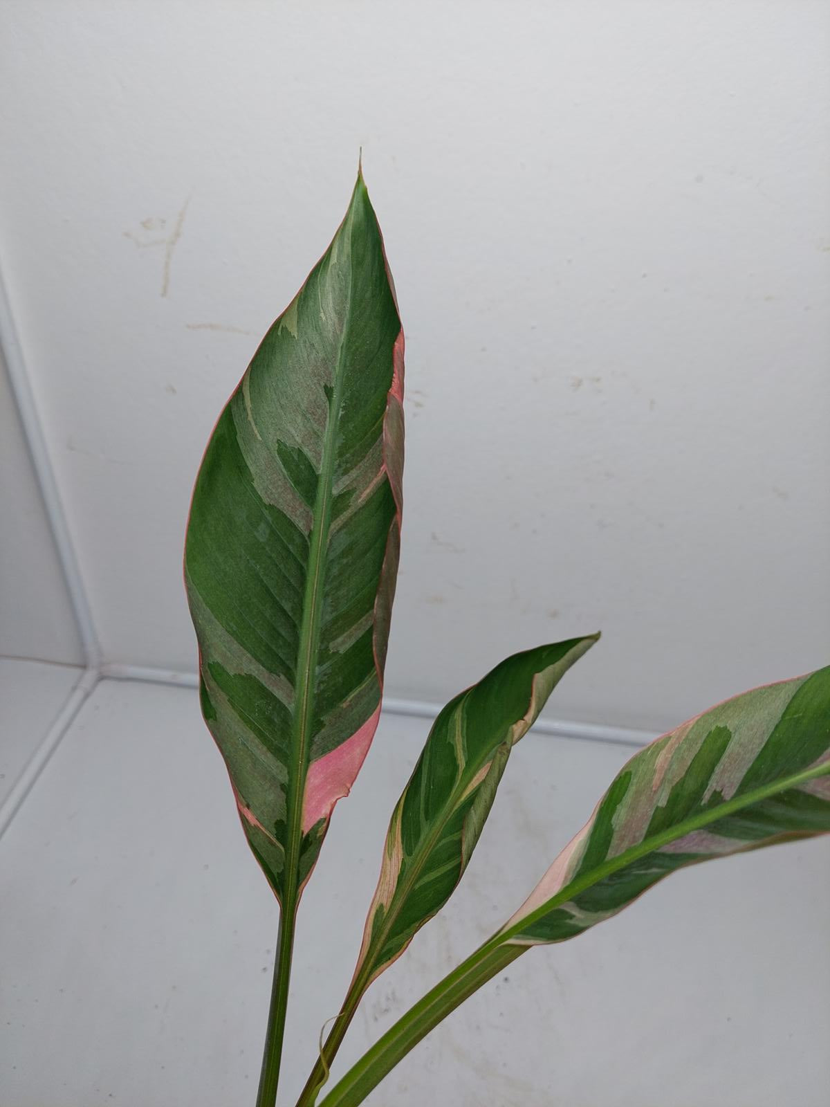 Musa Nono Pink Variegata