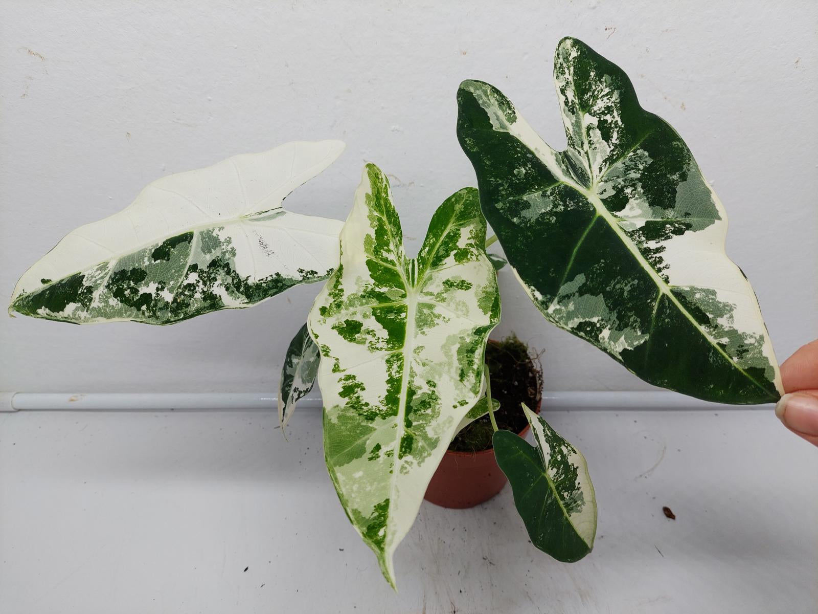 Alocasia Frydek Variegata