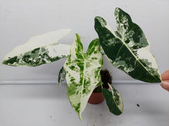 Alocasia Frydek Variegata