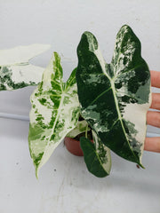 Alocasia Frydek Variegata