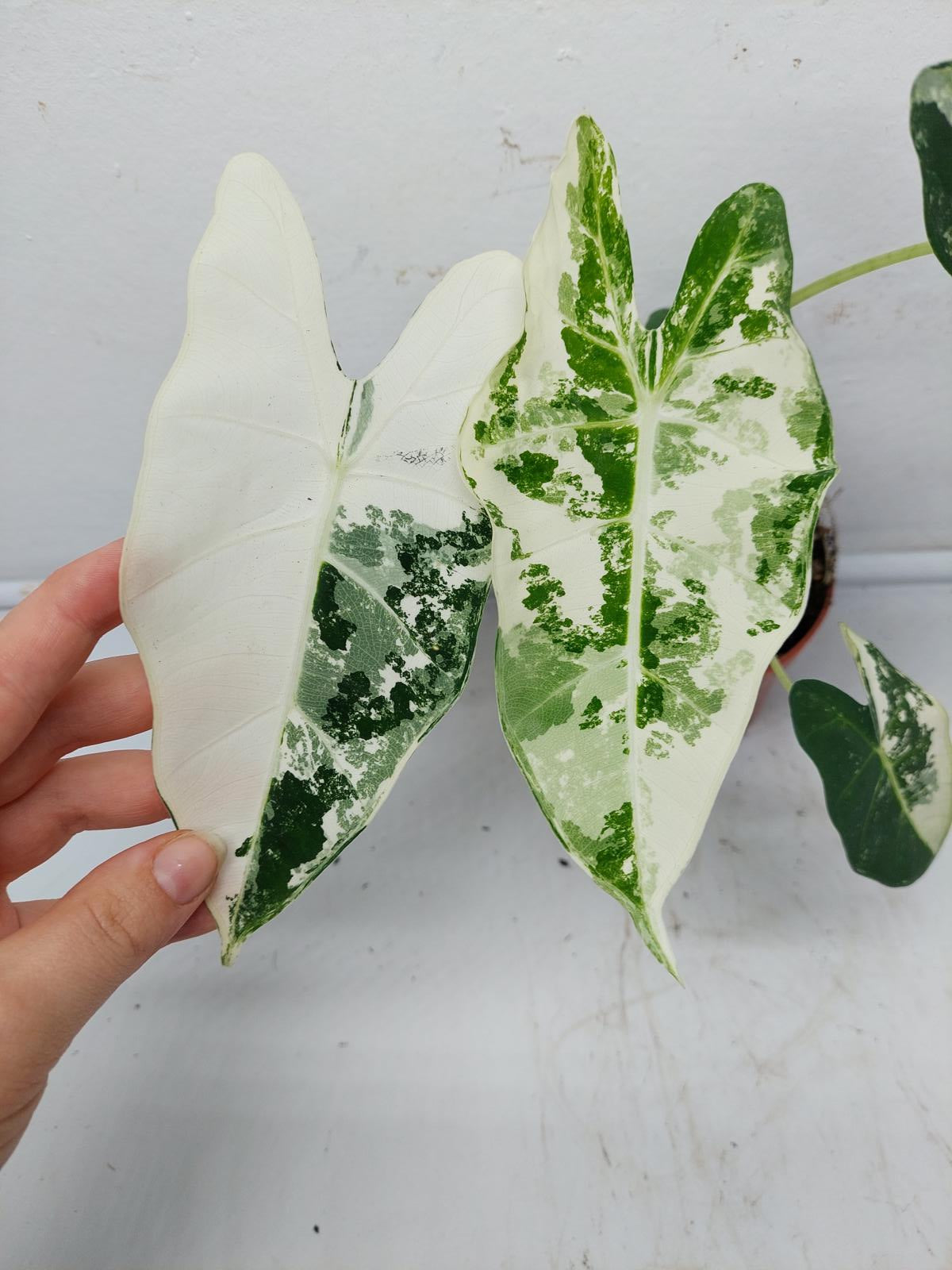 Alocasia Frydek Variegata