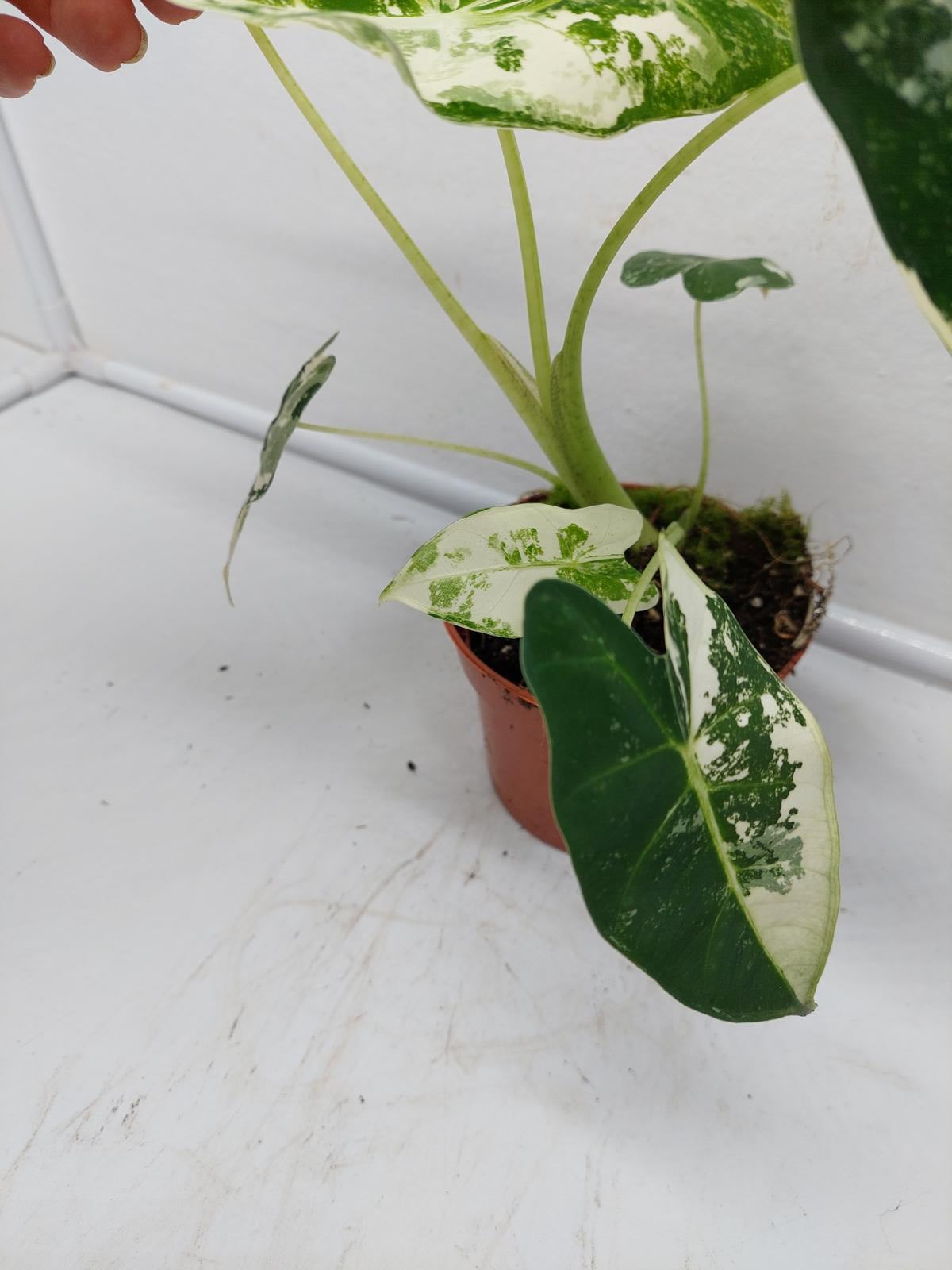 Alocasia Frydek Variegata