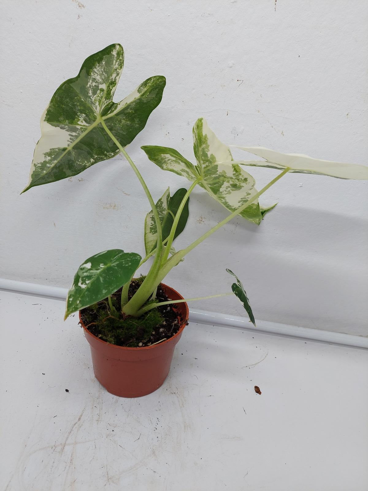 Alocasia Frydek Variegata