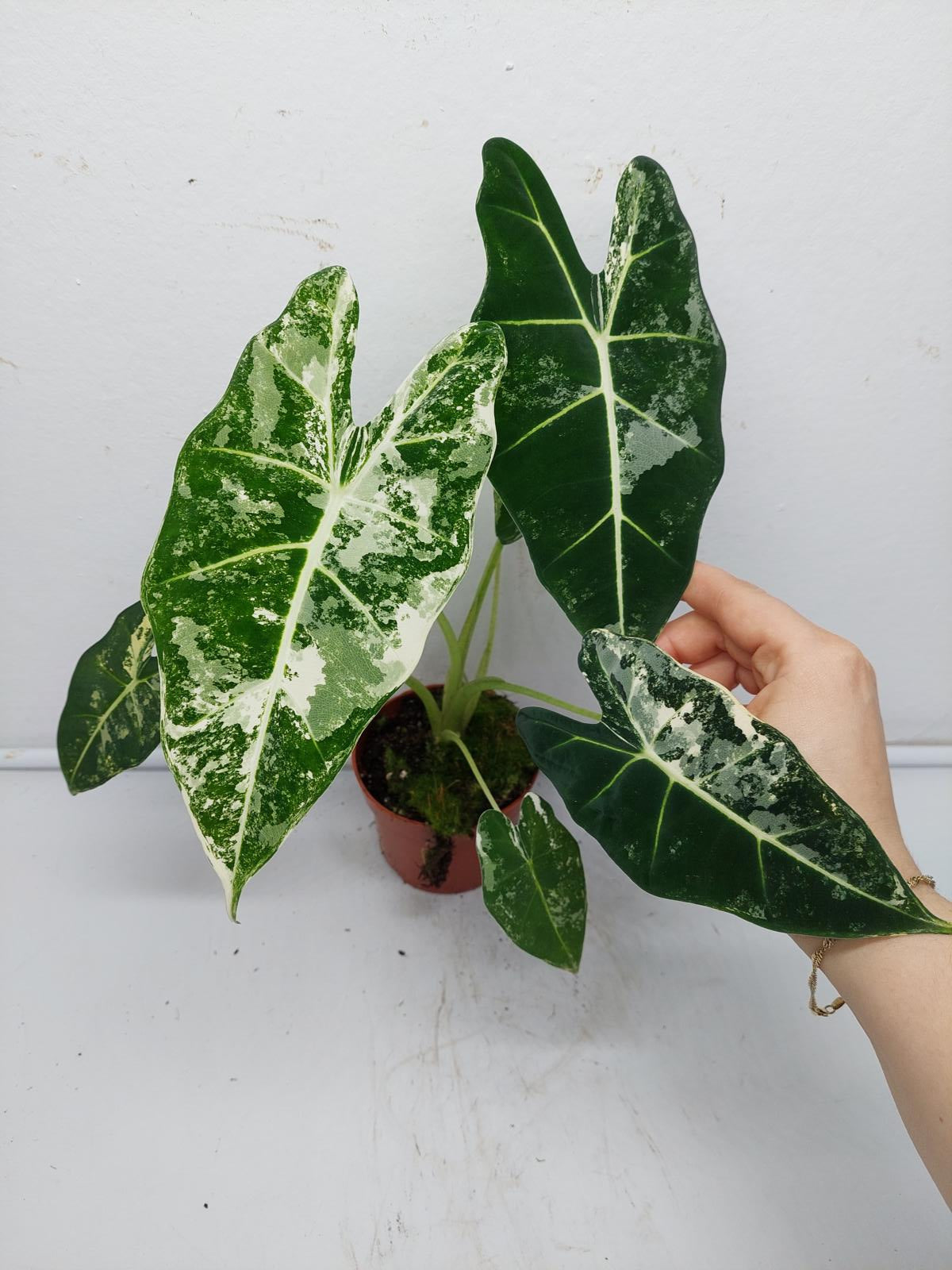 Alocasia Frydek Variegata