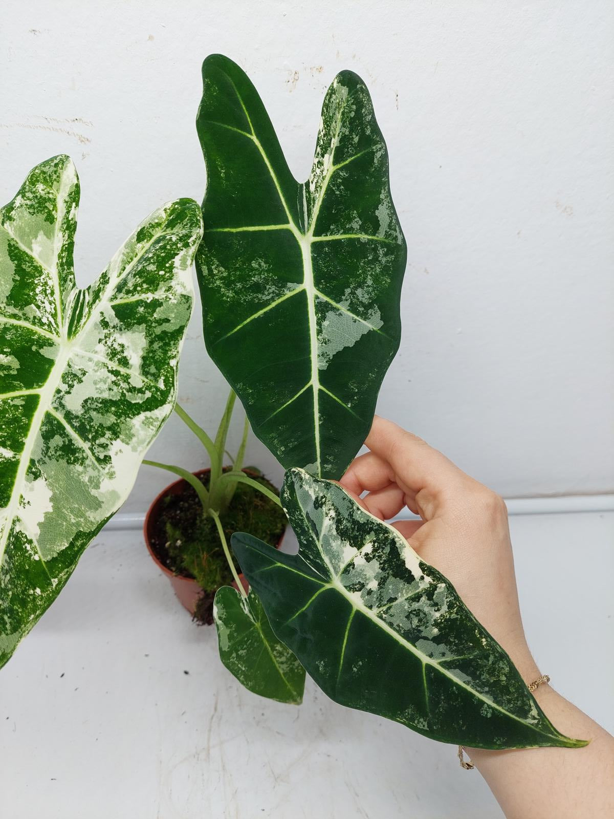 Alocasia Frydek Variegata