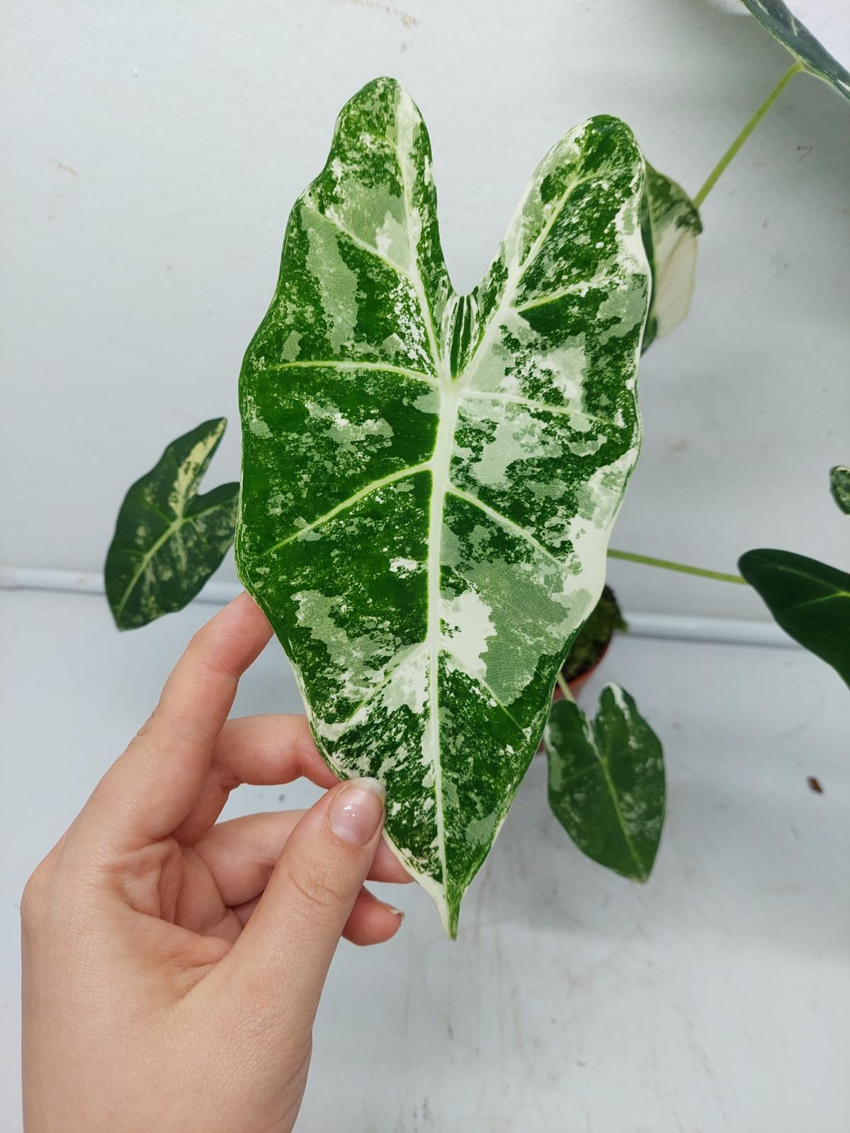 Alocasia Frydek Variegata