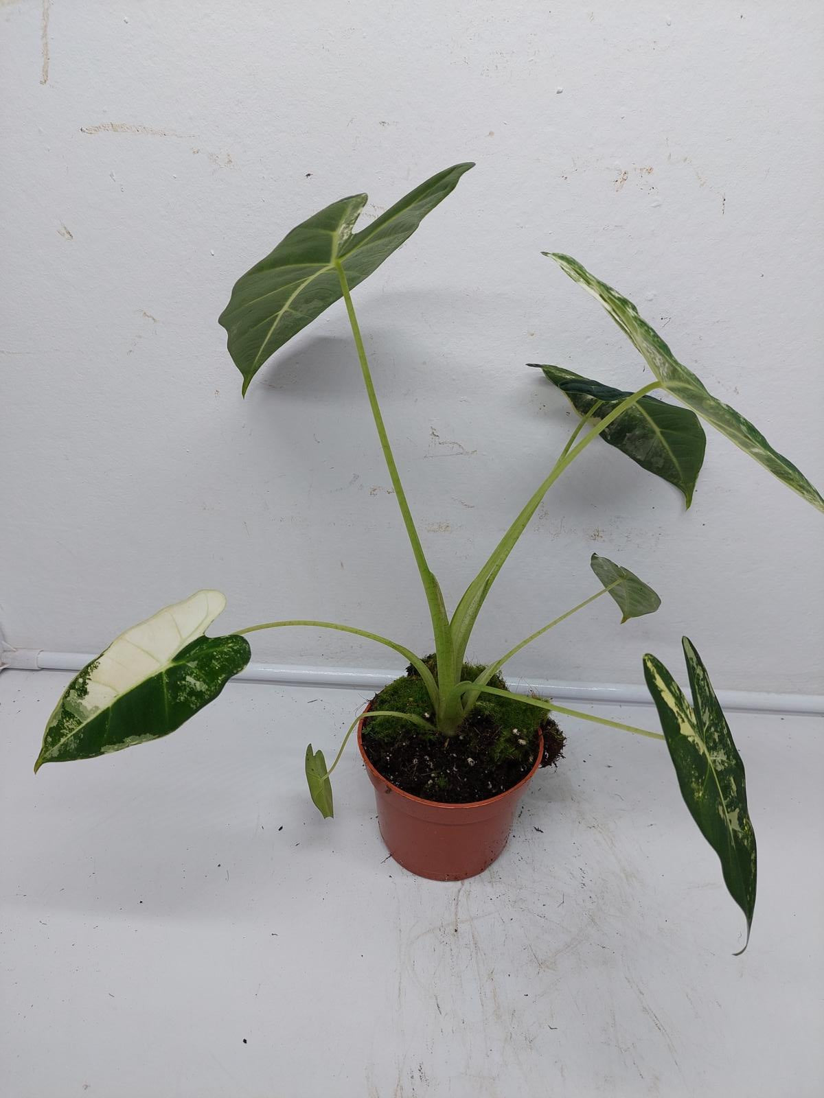 Alocasia Frydek Variegata