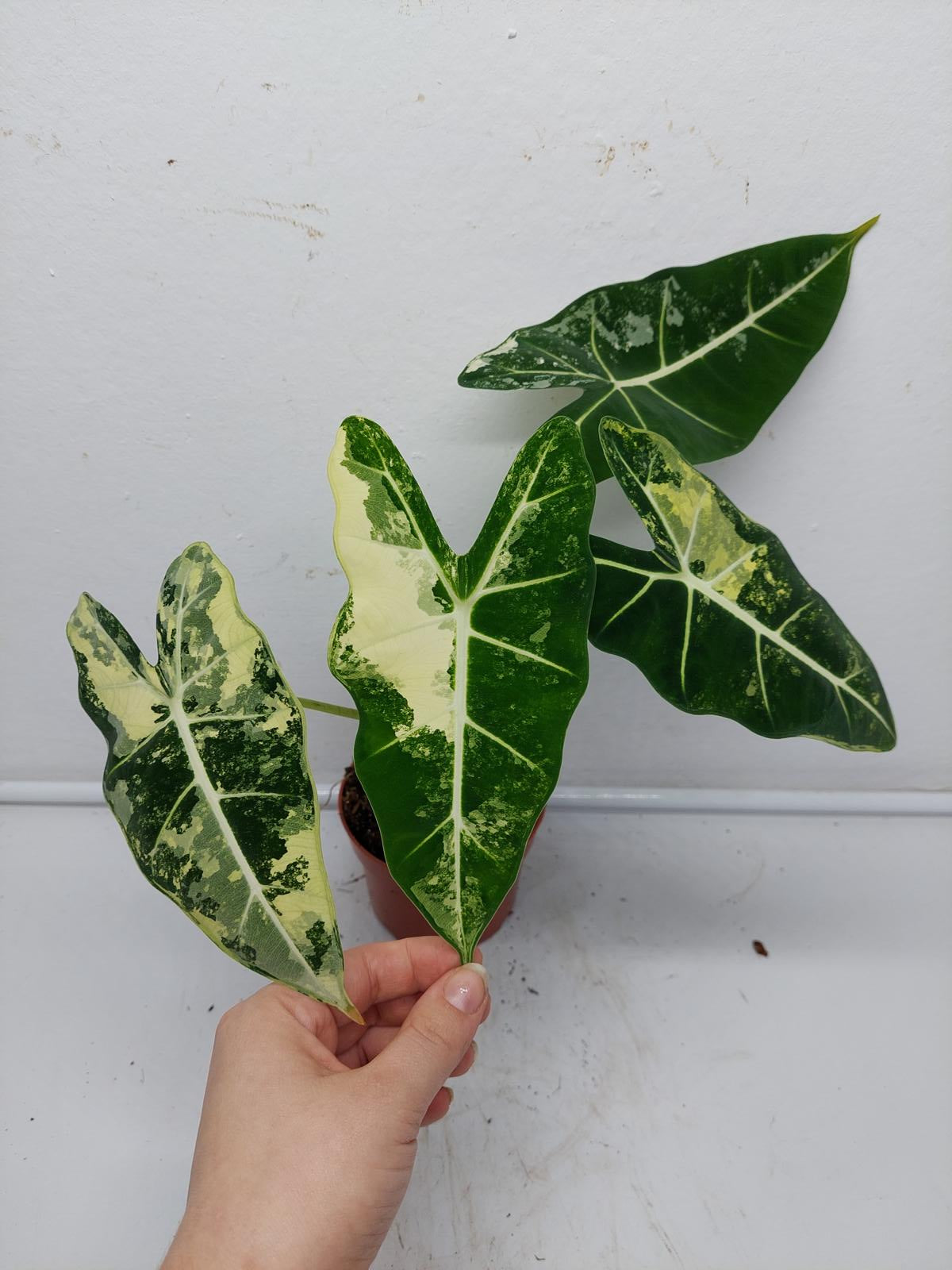 Alocasia Frydek Variegata