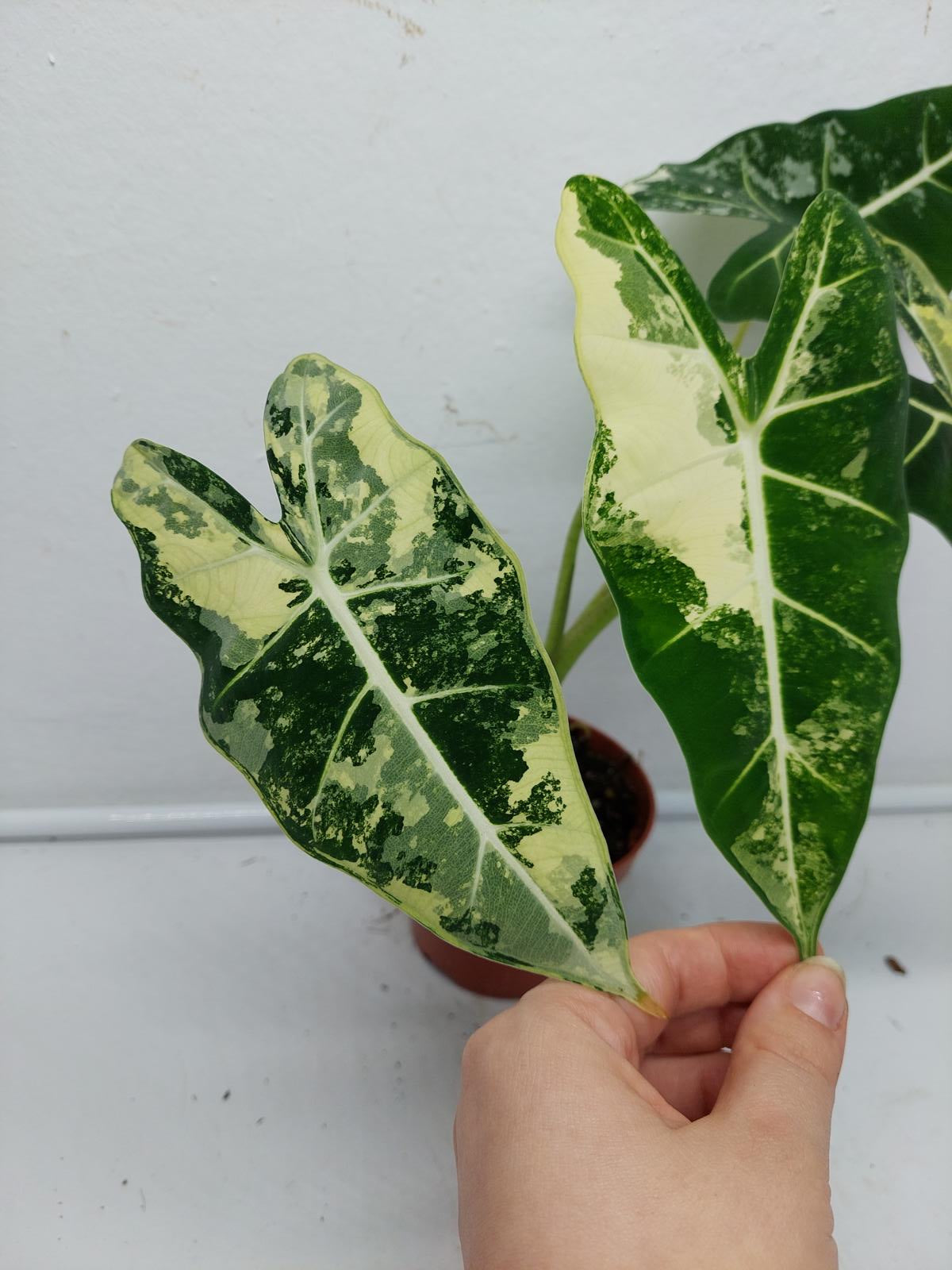 Alocasia Frydek Variegata