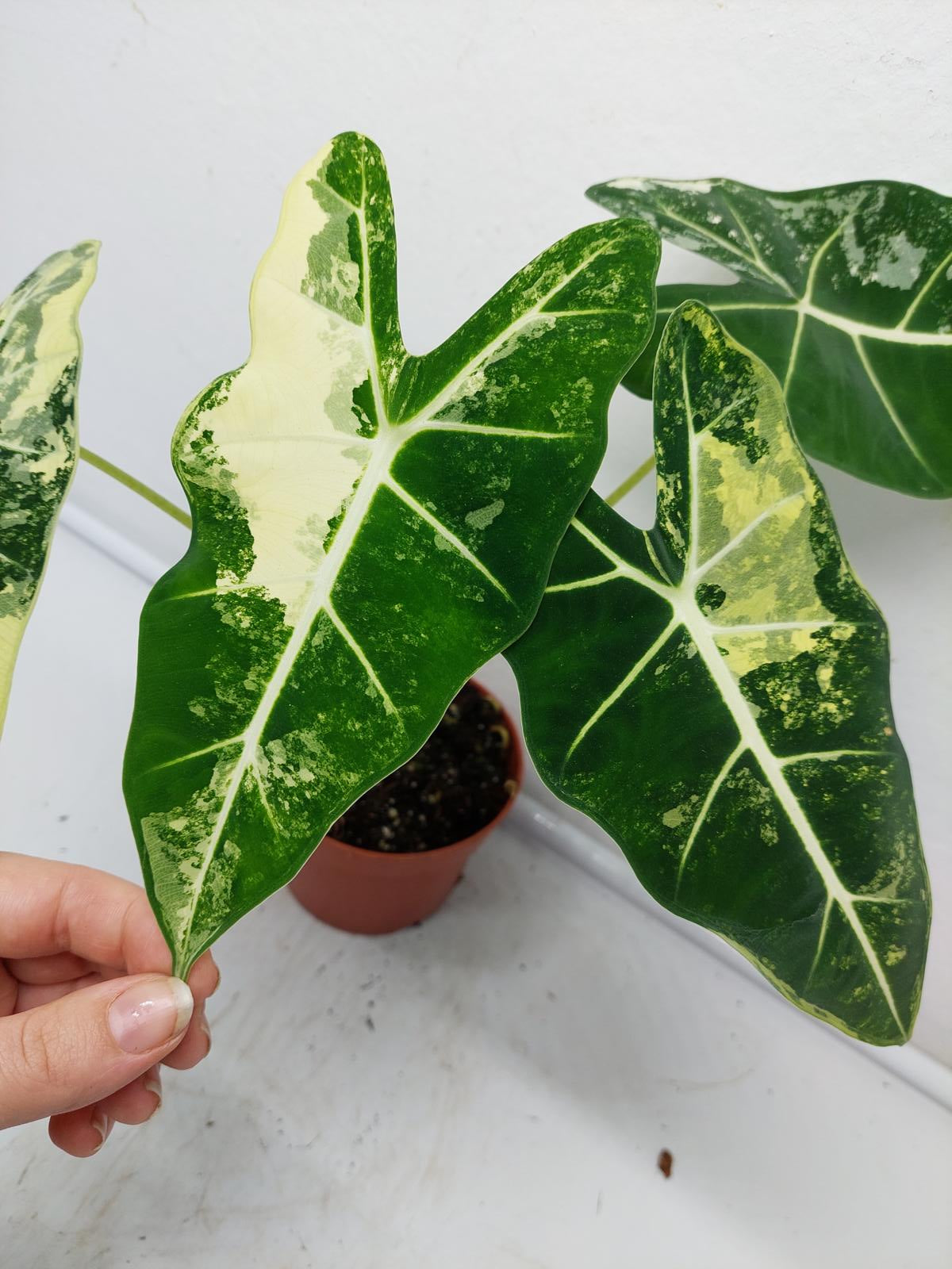 Alocasia Frydek Variegata