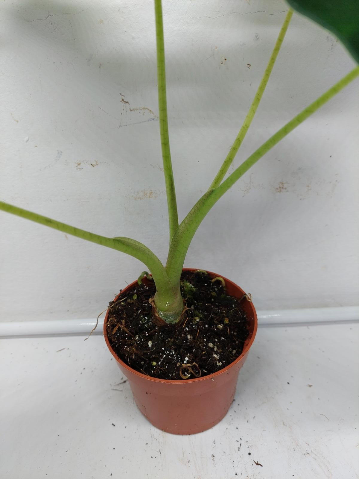 Alocasia Frydek Variegata