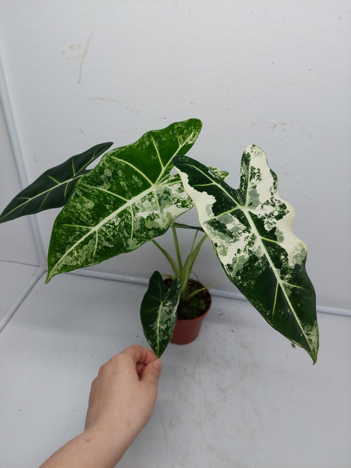 Alocasia Frydek Variegata