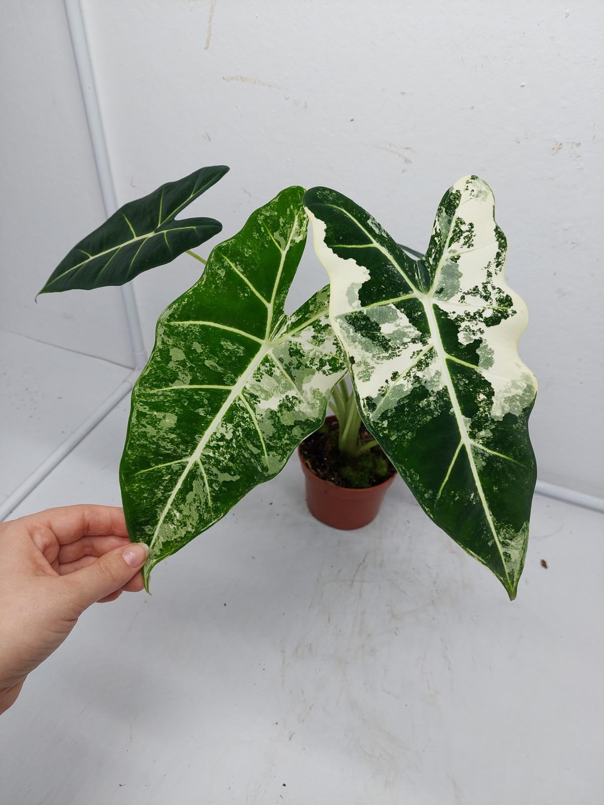 Alocasia Frydek Variegata