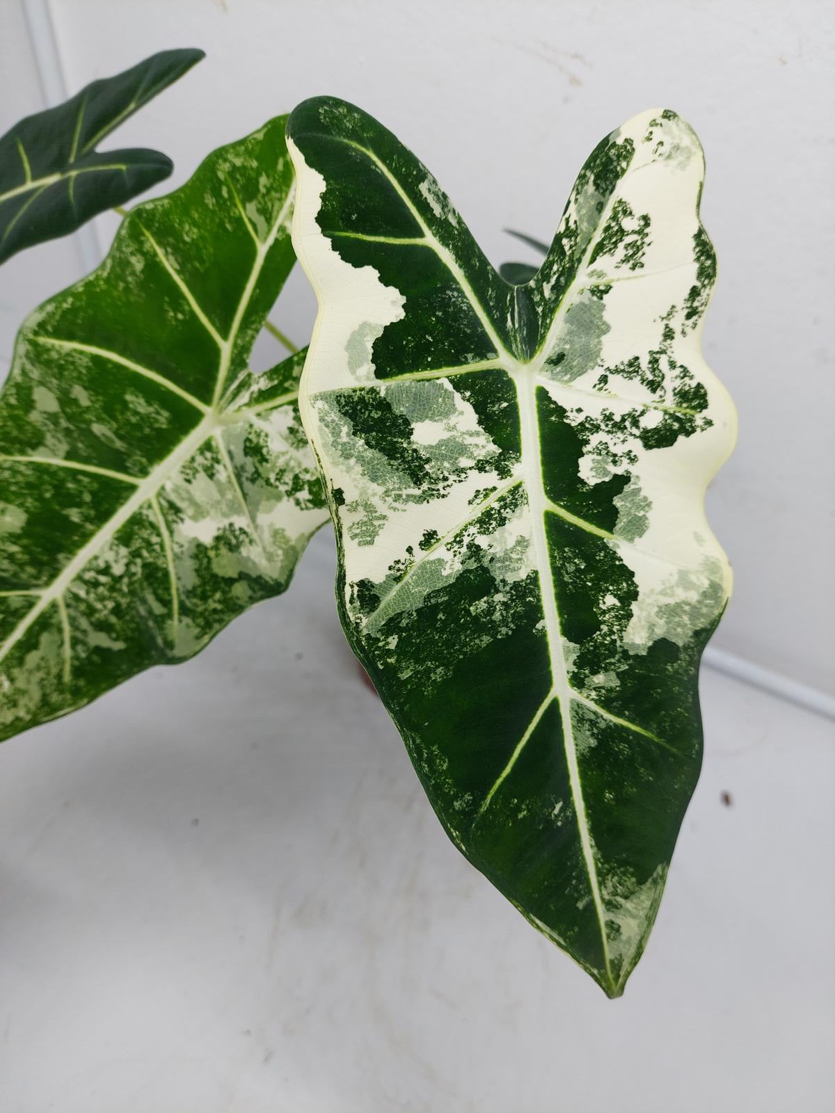 Alocasia Frydek Variegata