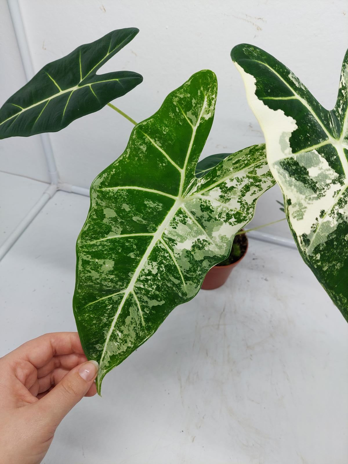 Alocasia Frydek Variegata