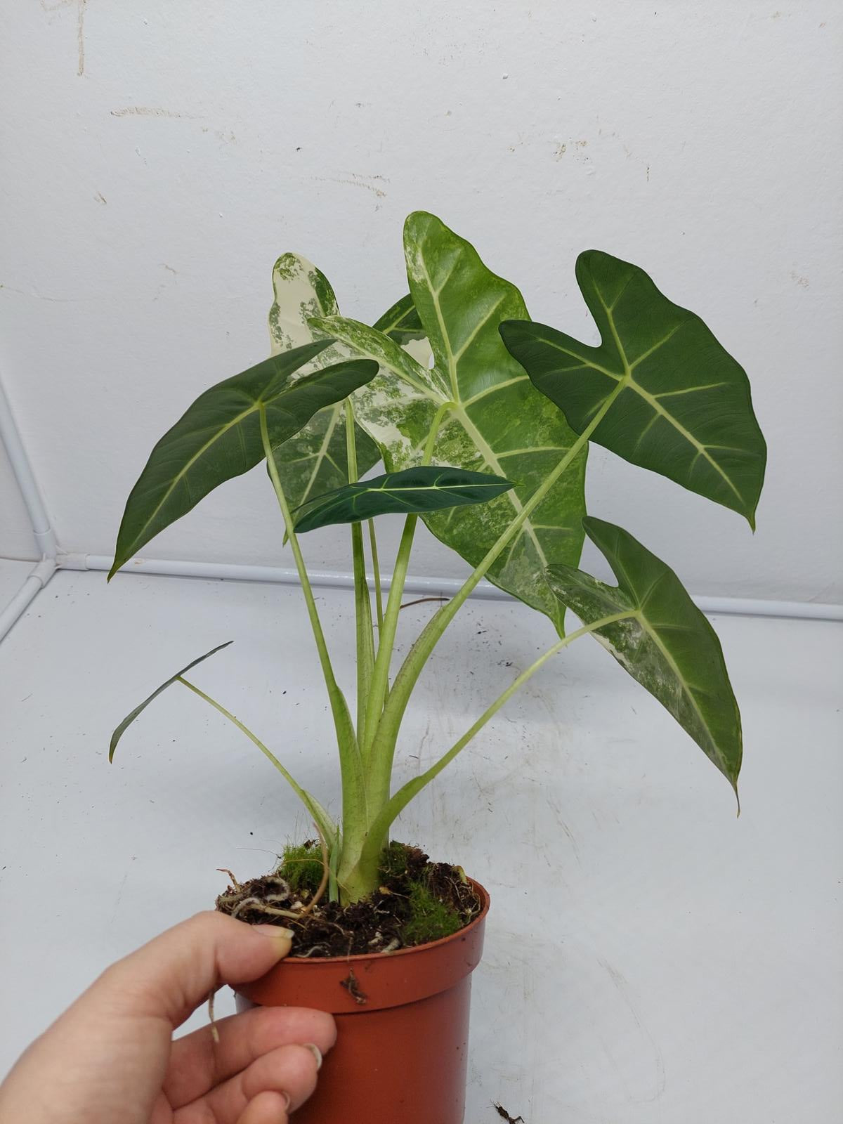 Alocasia Frydek Variegata