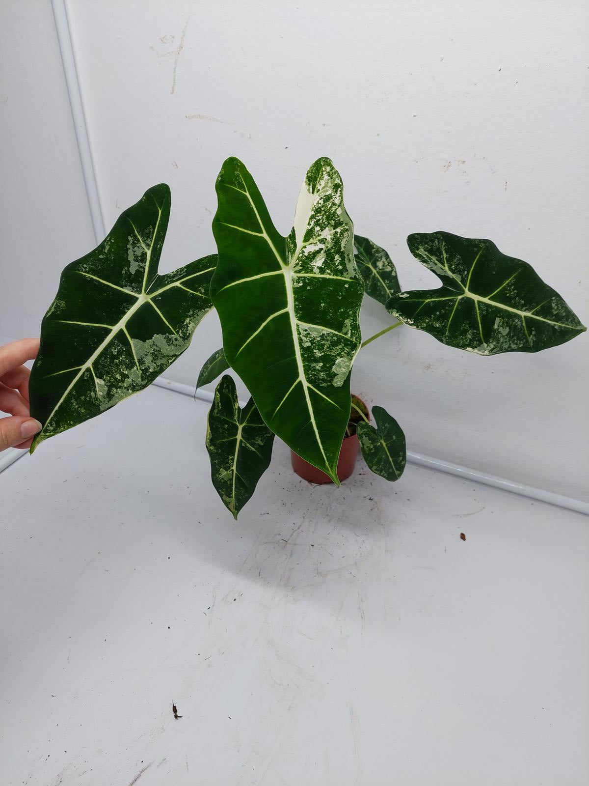 Alocasia Frydek Variegata