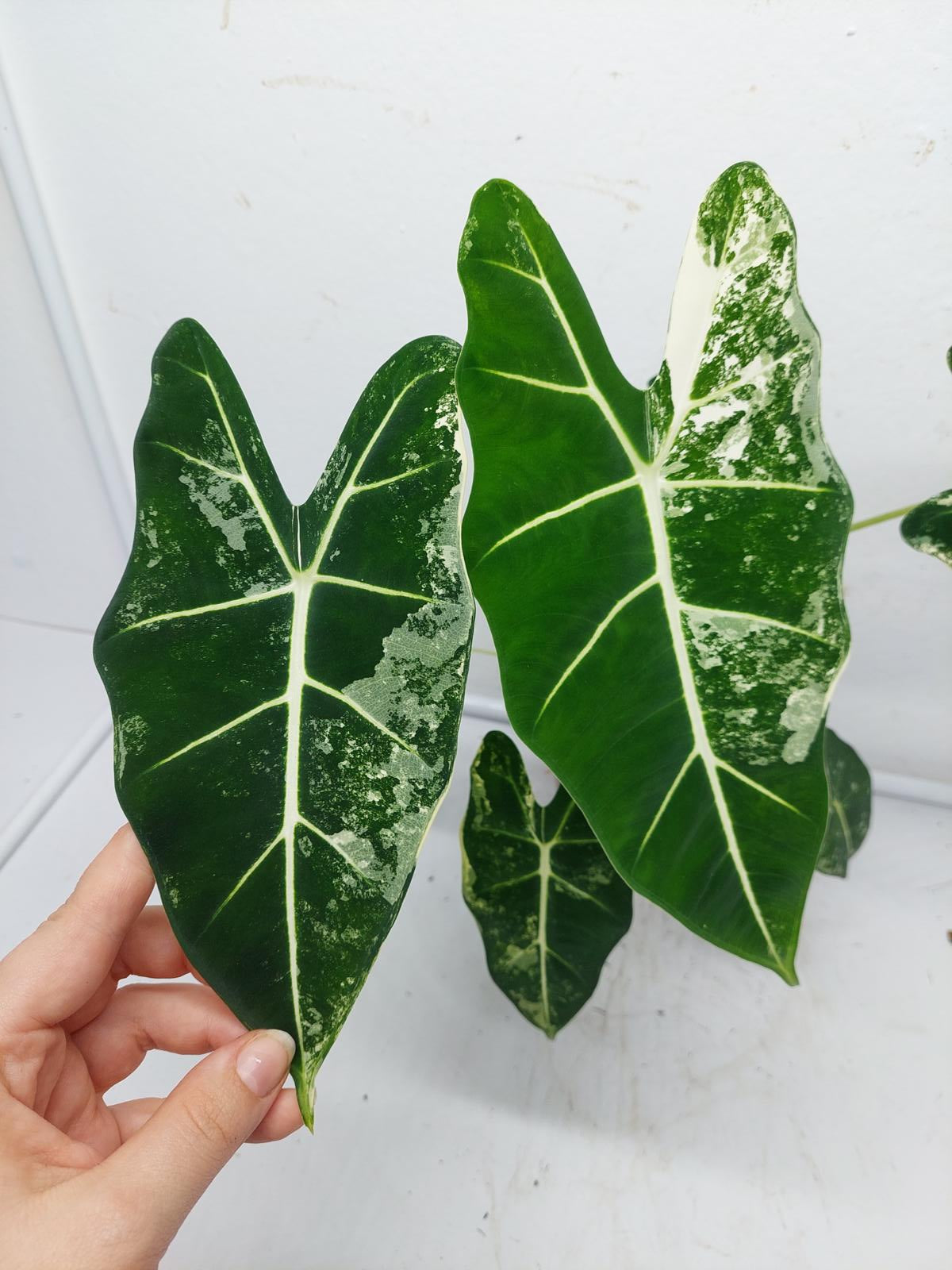 Alocasia Frydek Variegata