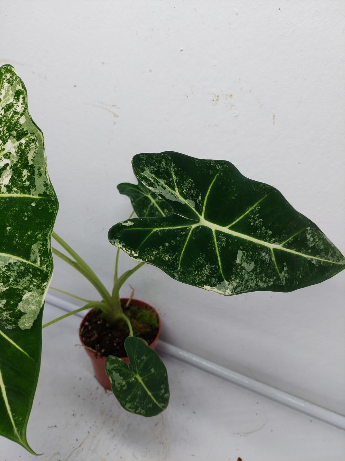 Alocasia Frydek Variegata