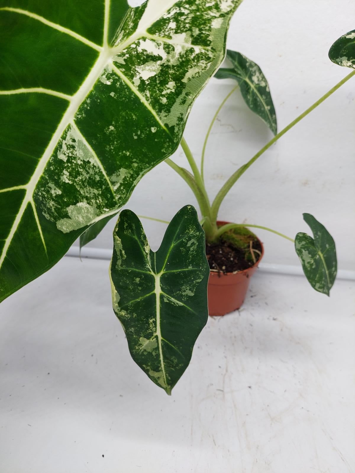 Alocasia Frydek Variegata