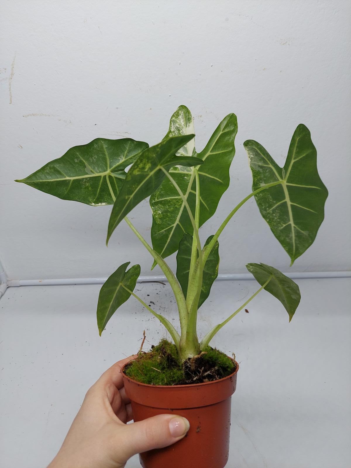 Alocasia Frydek Variegata