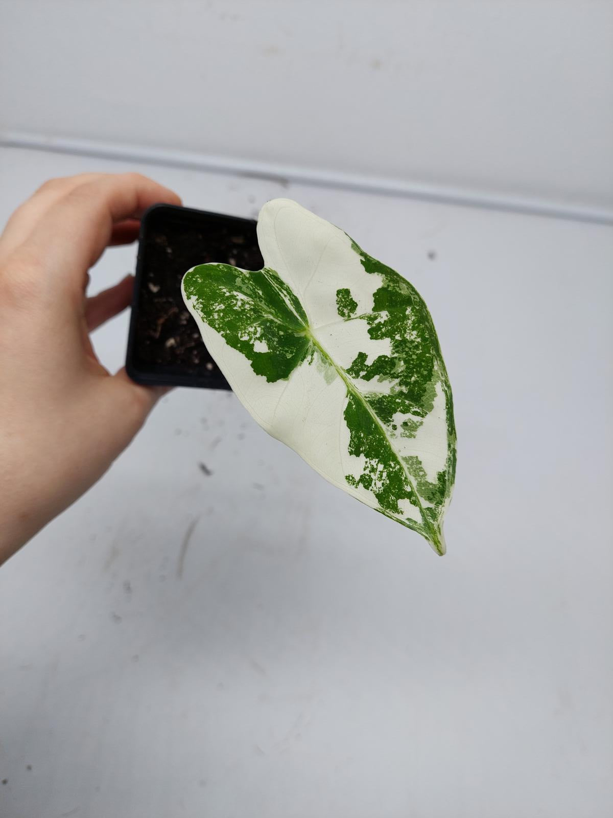 Alocasia Frydek Variegata