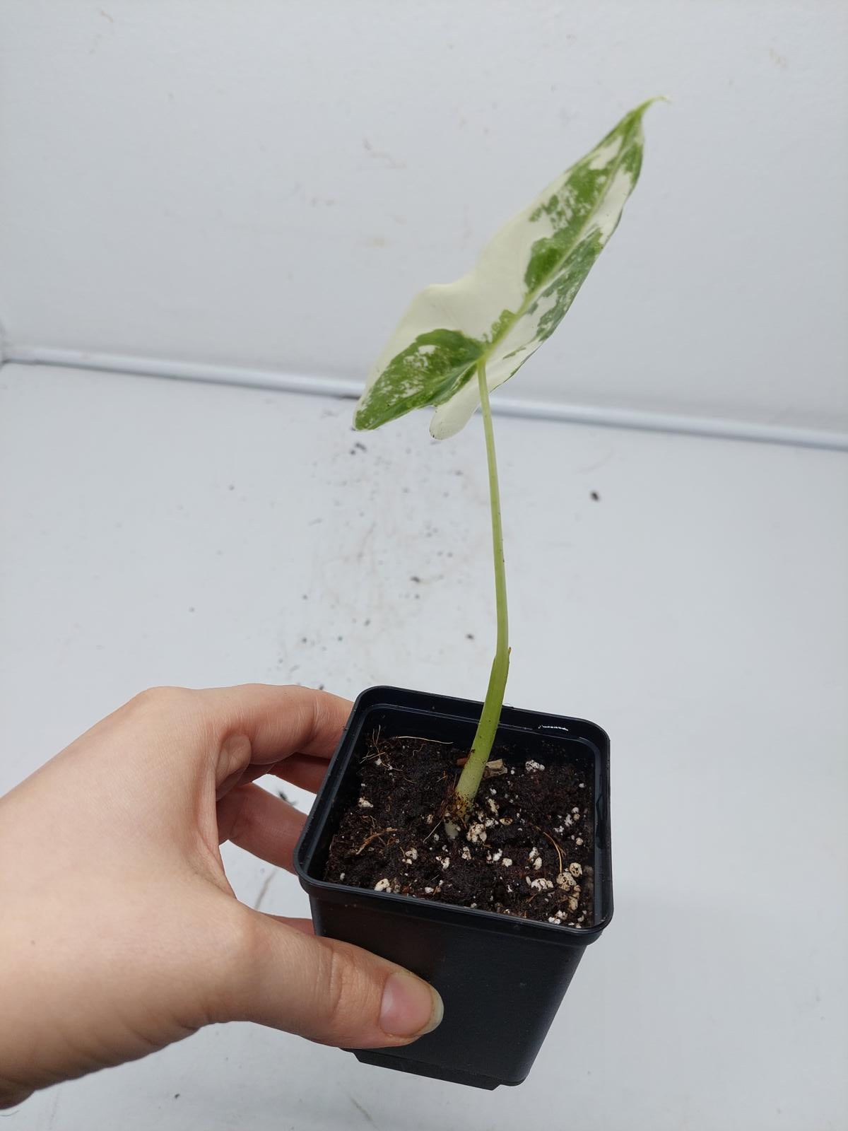 Alocasia Frydek Variegata