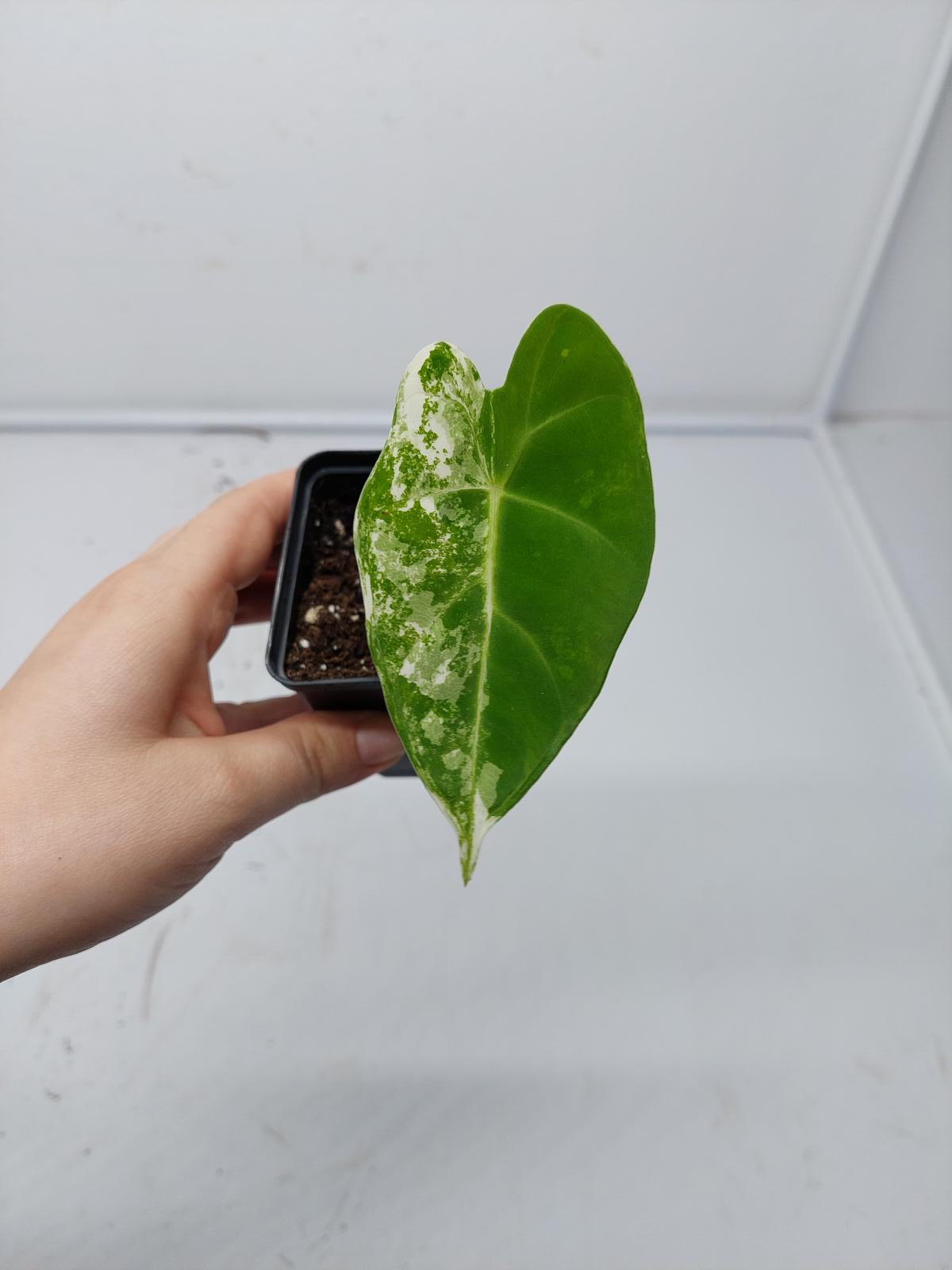 Alocasia Frydek Variegata