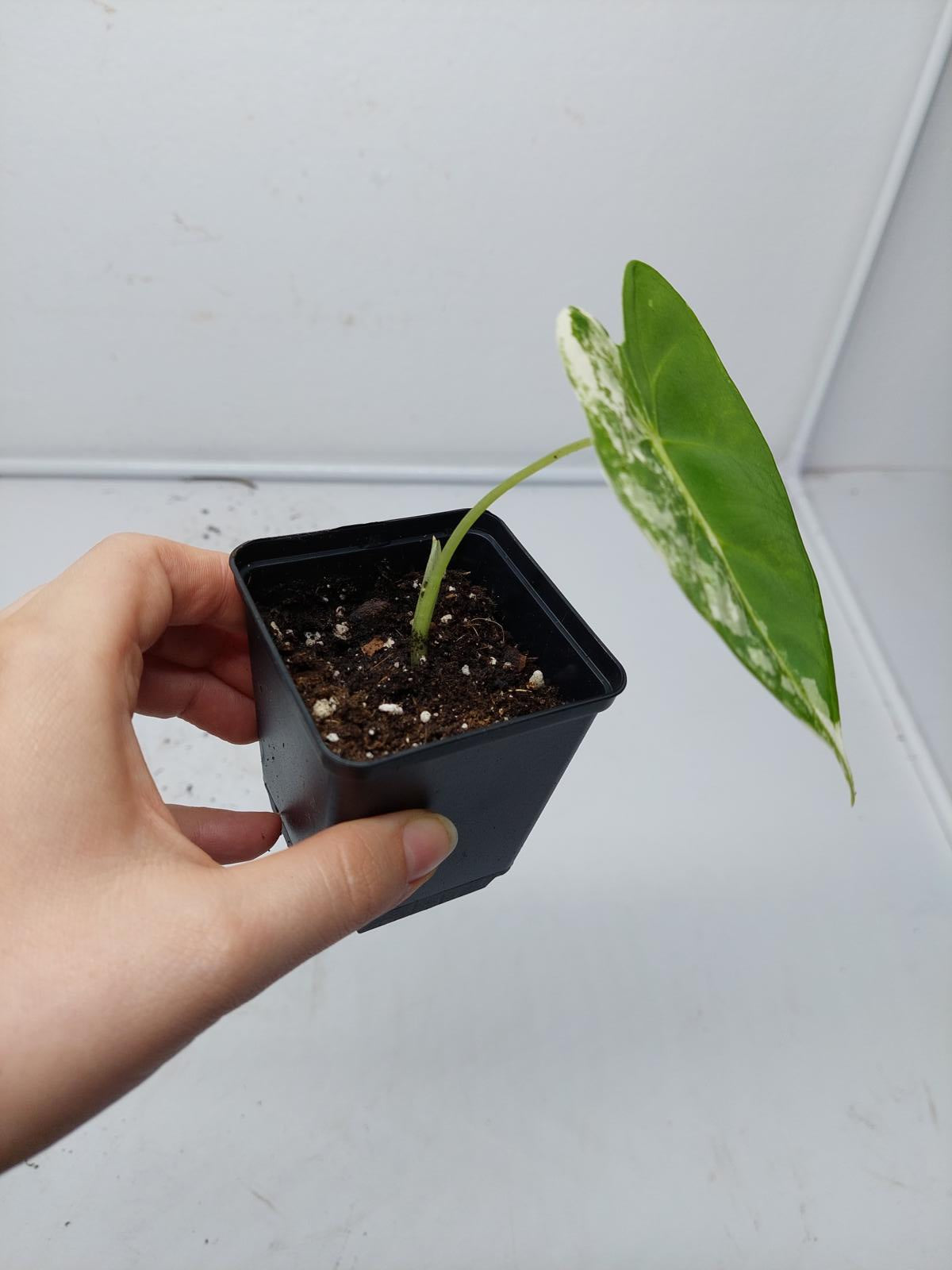 Alocasia Frydek Variegata