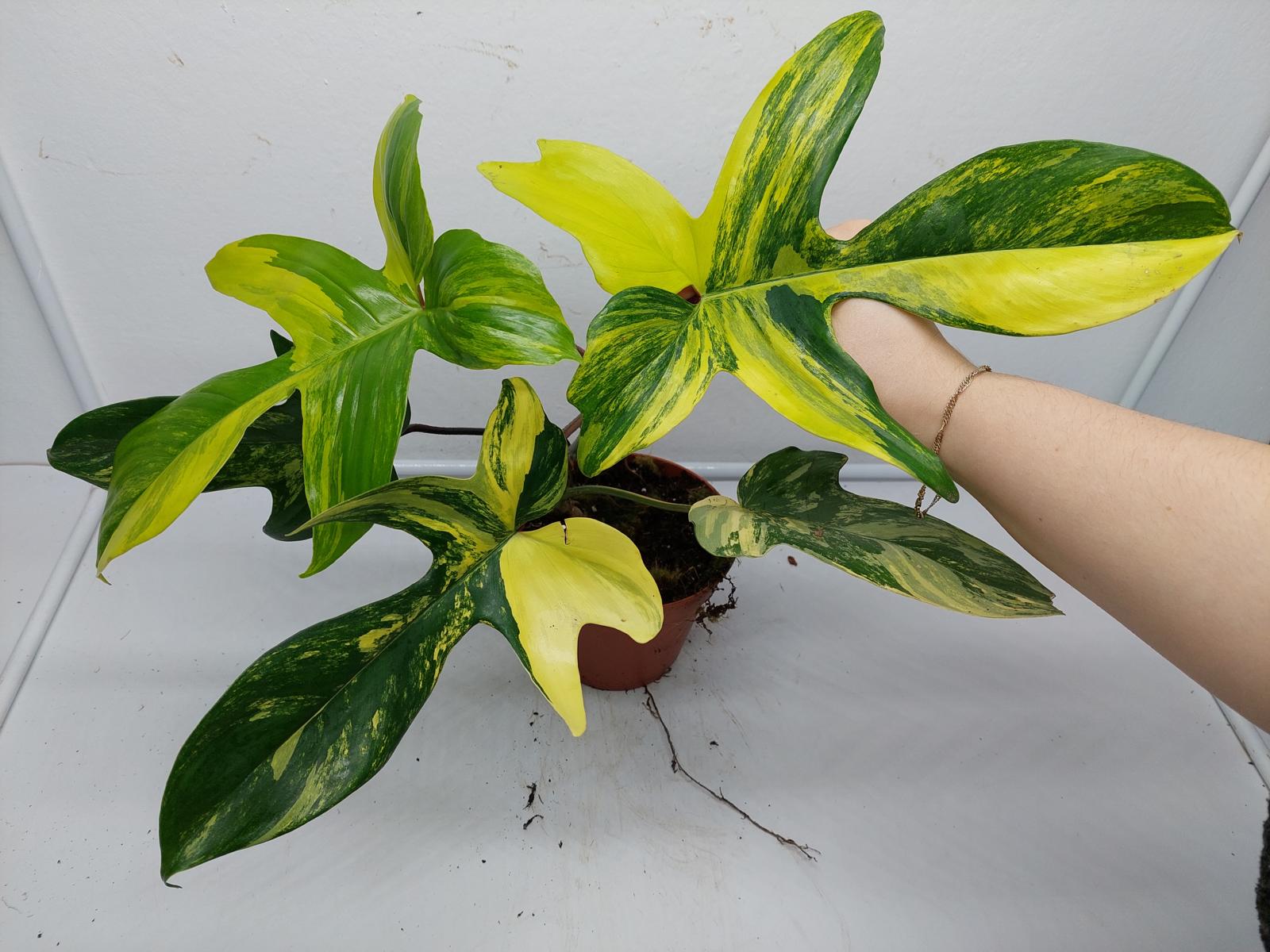 Philodendron Florida Beauty