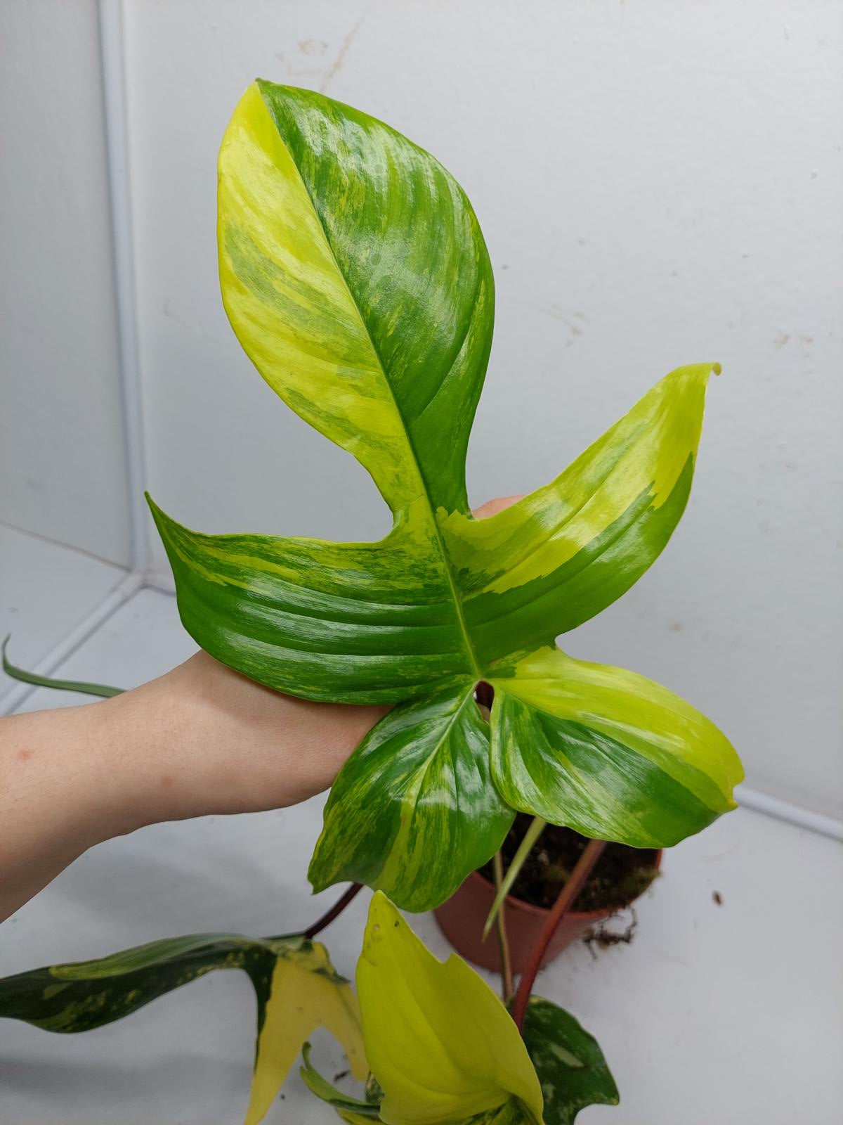 Philodendron Florida Beauty