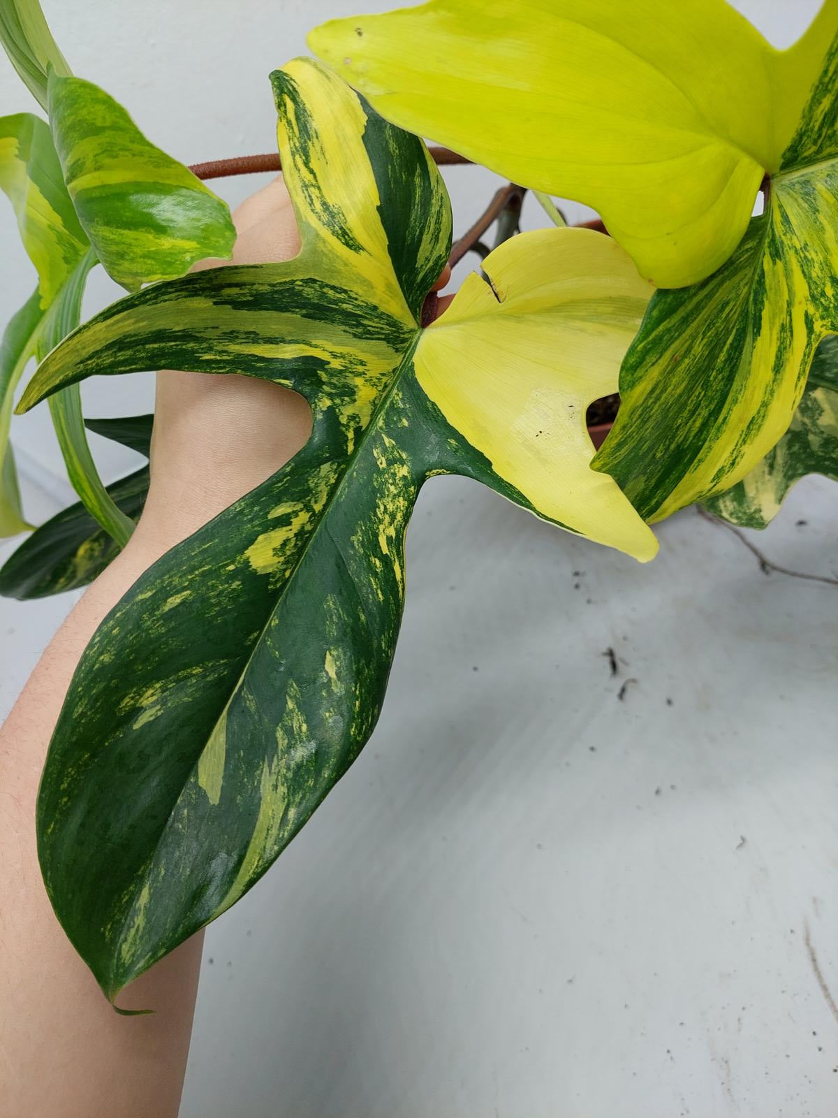 Philodendron Florida Beauty