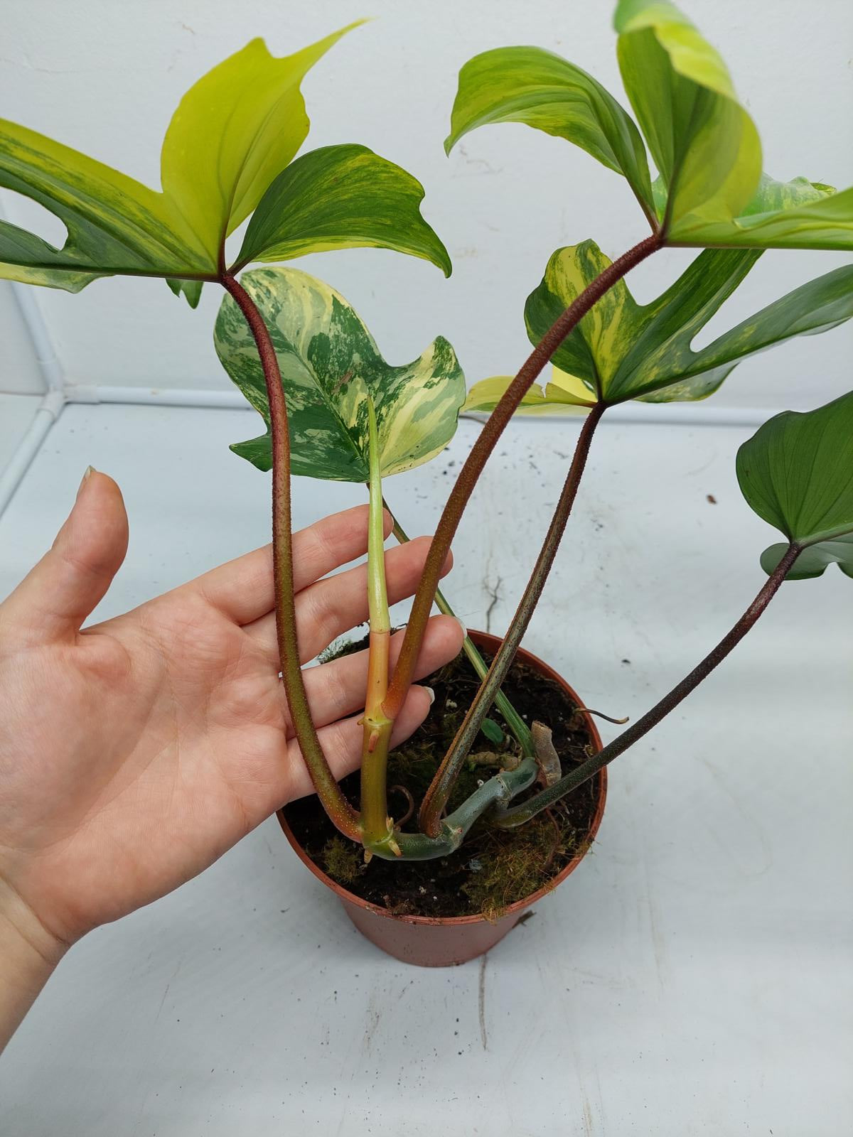 Philodendron Florida Beauty