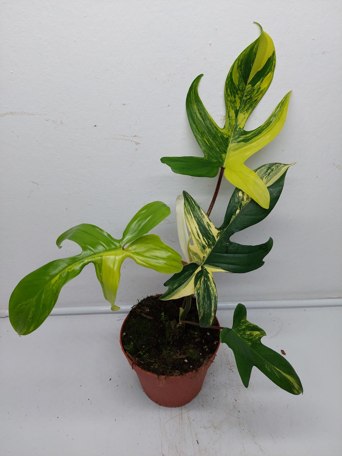 Philodendron Florida Beauty